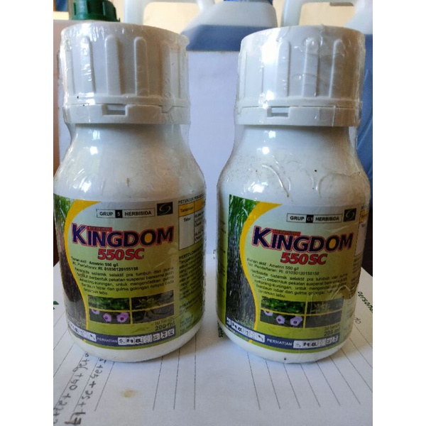 kingdom 550 sc herbisida sistemik untuk lulangan