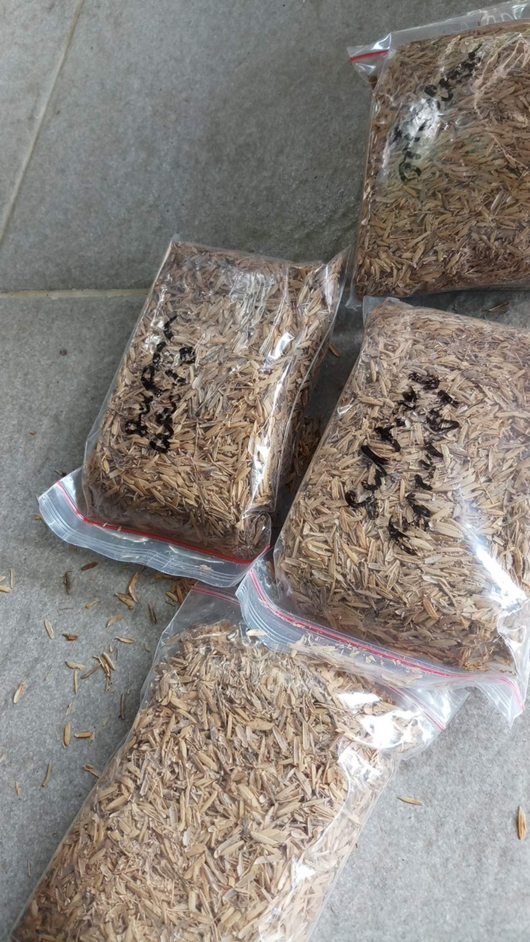 Promo Paket 5 Bonggol Aglonema,red Anjamani,red Heart,widuri,super White,dud Anjamani