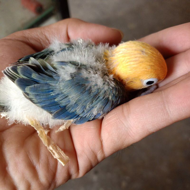 Anakan/Lolohan burung Lovebird biola pb blue Jinak