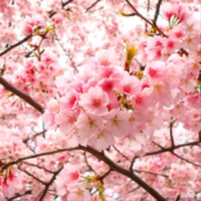 bibit bunga sakura