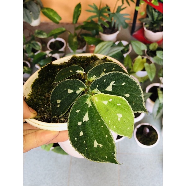 Tanaman elatostema sp Borneo rawatan dewasa