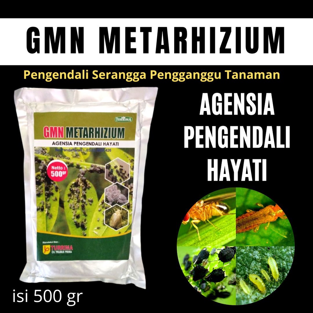 Pupuk Anggrek Bulan, METARHIZIUM, Pupuk Anggrek Usia Muda