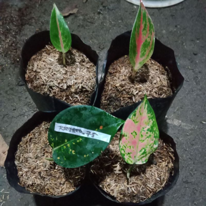 sepaket aglonema,,sb,dud gold,red marun,golden siam