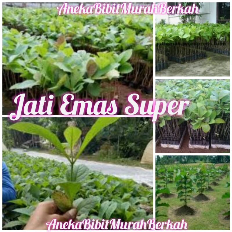 Bibit Pohon Jati Emas Super Lurus