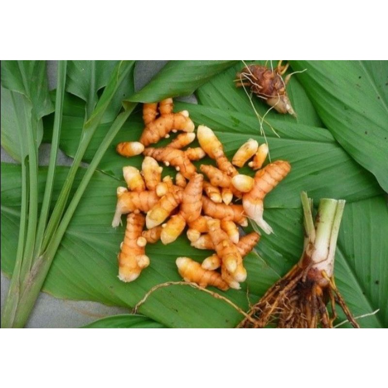 

Kunyit / kunir / koneng kemasan 1kg