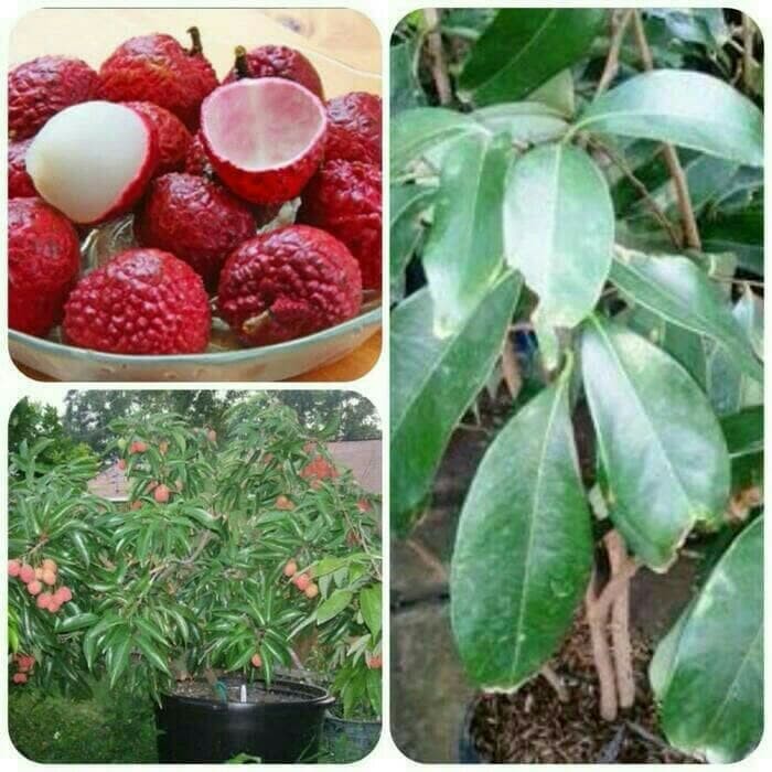 Tanaman Buah leci Manis, Leci KOM merah