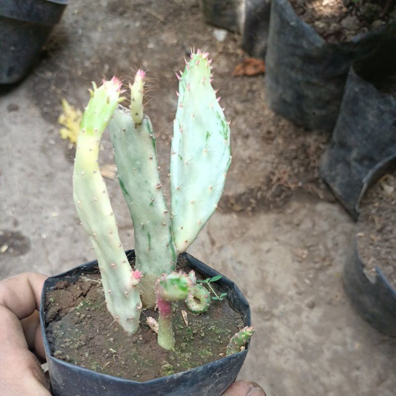 kaktus opuntia varigata