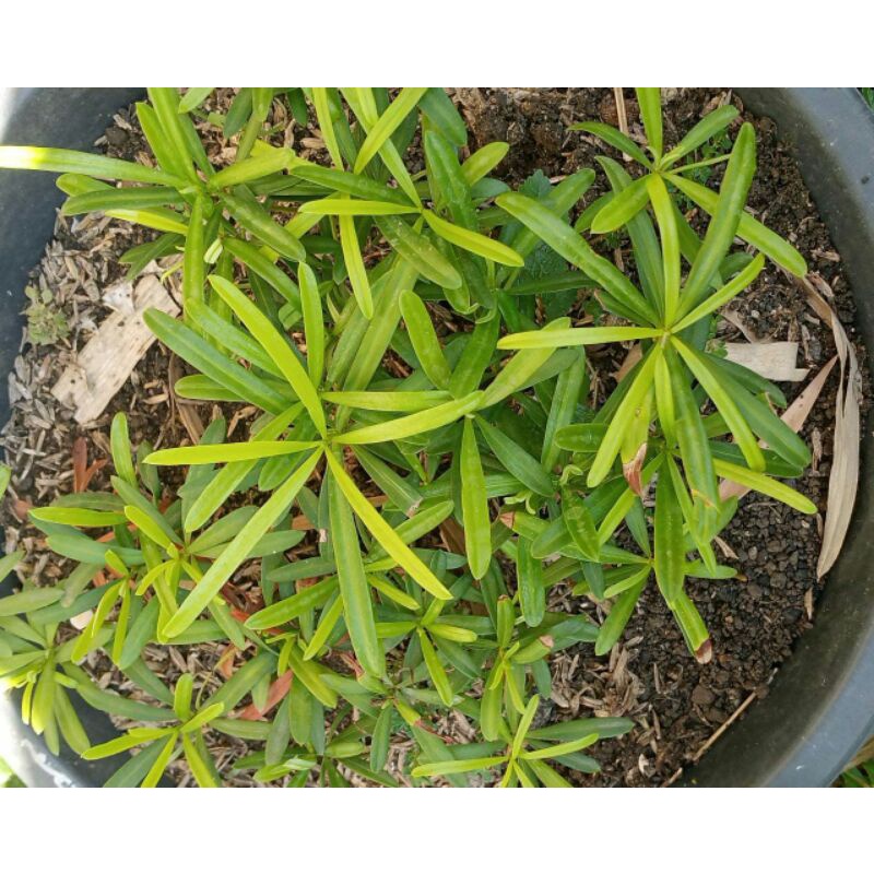 Bibit lohansung varian mawar benih lohansung