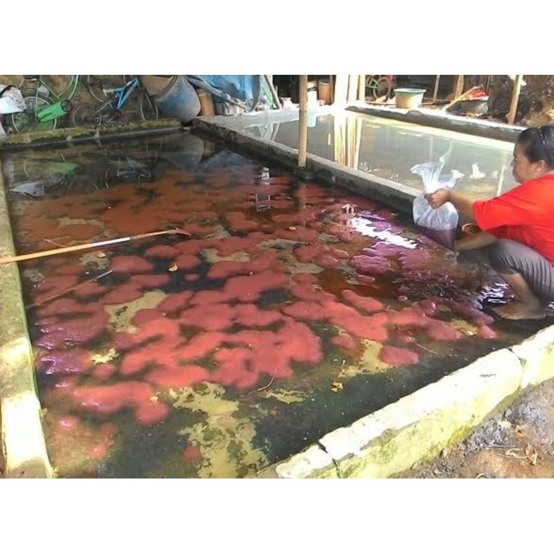 cacing sutra hidup pergayung