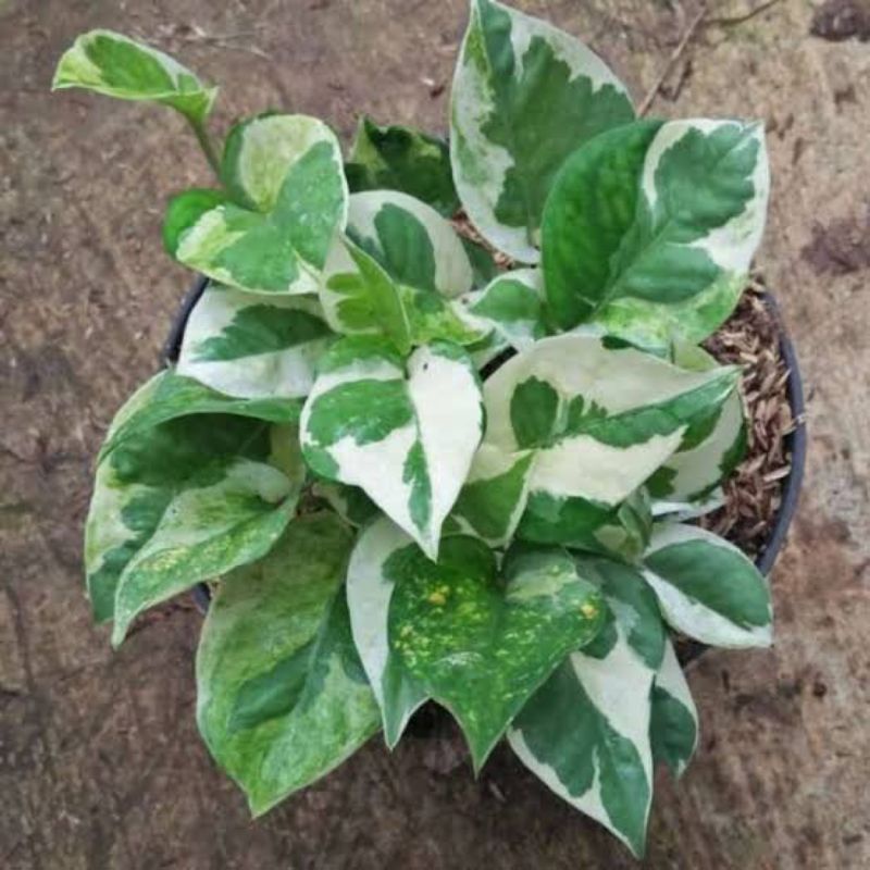 tanaman hias sirih belanda