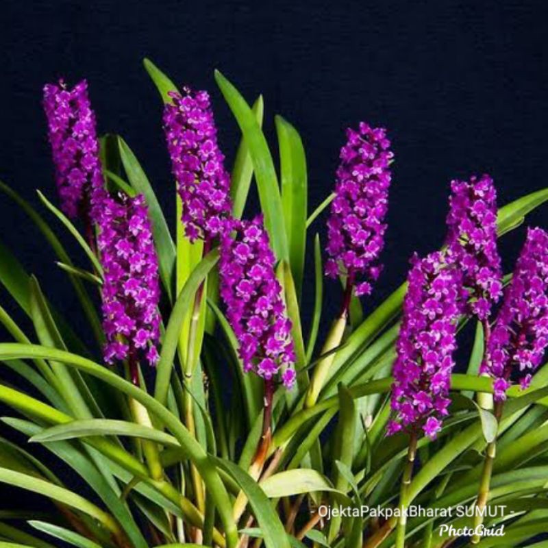 Anggrek Hutan Arpophyllum# anggrek Hutan Sumatera