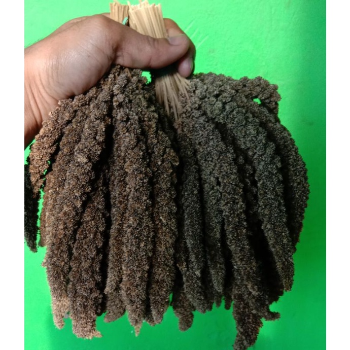 Jewawut hitam tangkai 100g