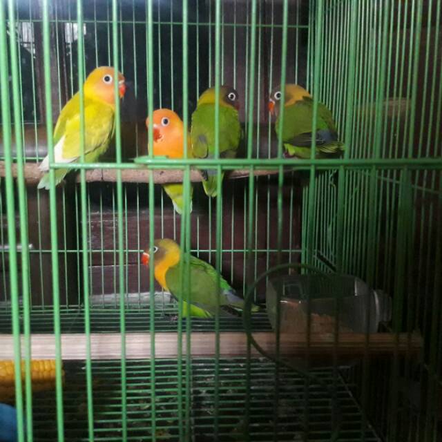 Paud lovebird