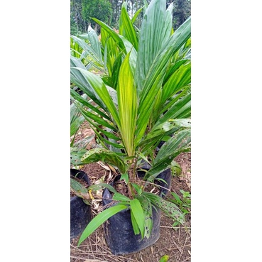 bibit kepada sawit unggul