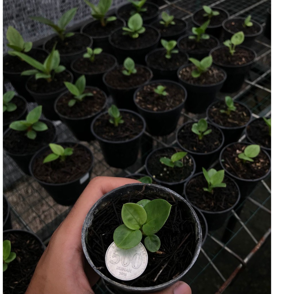 Bibit Jemani Mangkok Ijoan (Induk Varigata)