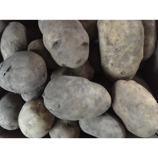 

Kentang super fresh / kentang sayur fresh