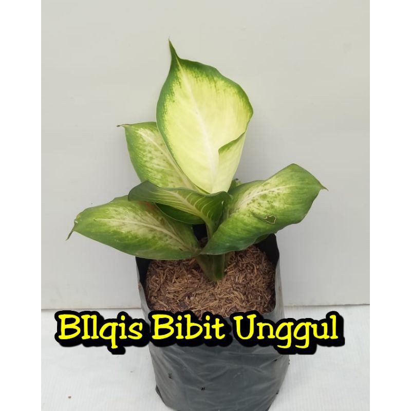 bunga aglonema tisu harmoni/harmony /tissu/tisue/tissue super