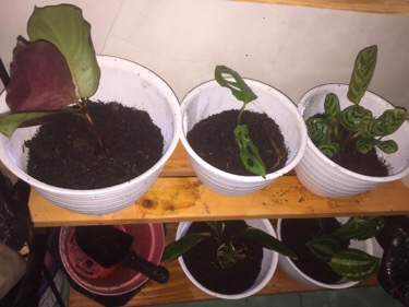 Paket Murah 5 Jenis Calathea Tanaman Hias Terlaris