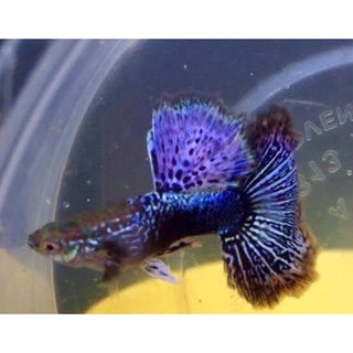 Jual Box Soliter Cupang Guppy Mini Logo Indonesia Shopee Indonesia