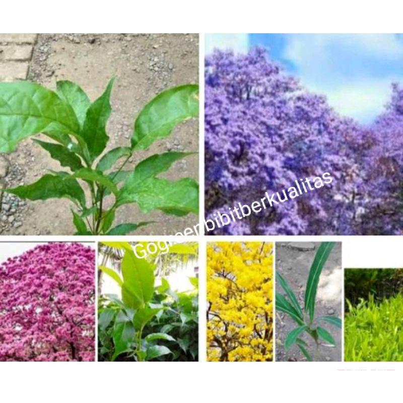 3 batang bibit pohon tabebuya sakura