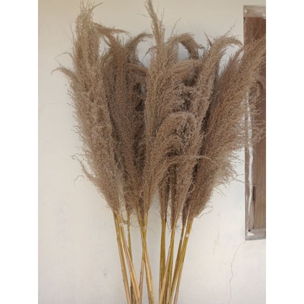 1ikat pampas bulu kering