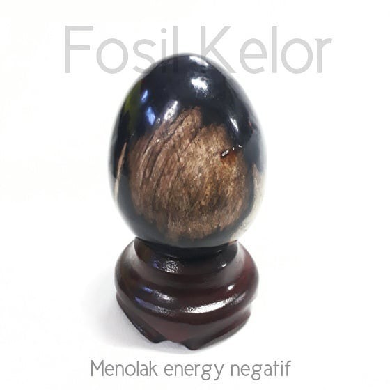FOSIL KAYU