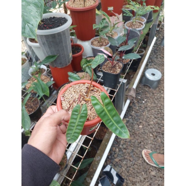 PROMO tanaman hias philodendron billietiae / philodendron kabel busi ori batang orange