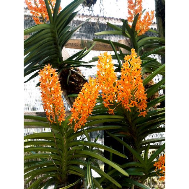 Vanda ascocentrum miniatum