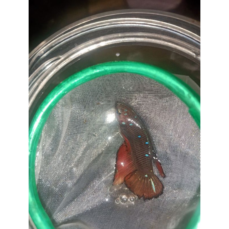 Avatar Gordon (Real Pict)