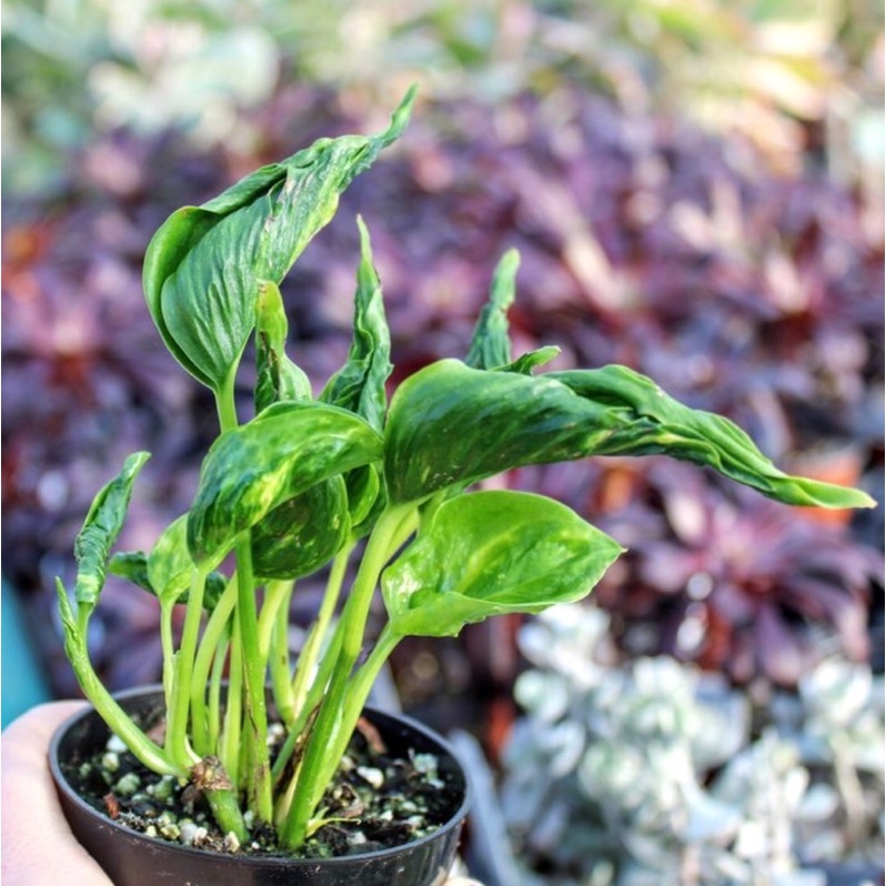 BIBIT EPIPREMNUM AEREUM SHANGRILA