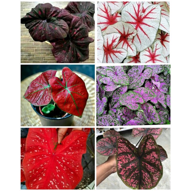 6 paket tanaman hias umbi caladium thailand keladi hias