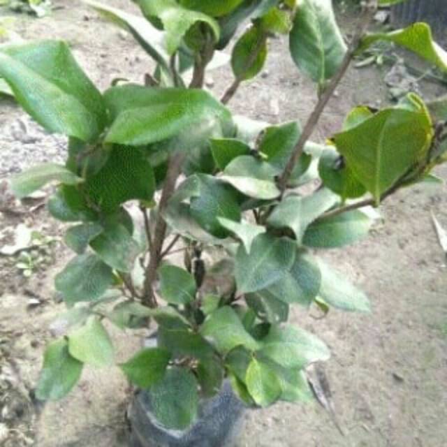 2 tanaman bunga cempaka mulya / dapat 2 tanaman cempaka mulya