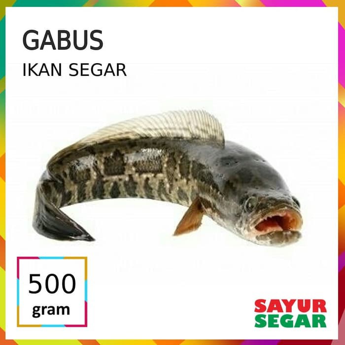 Jual Ikan Gabus [500g] Indonesia Shopee Indonesia