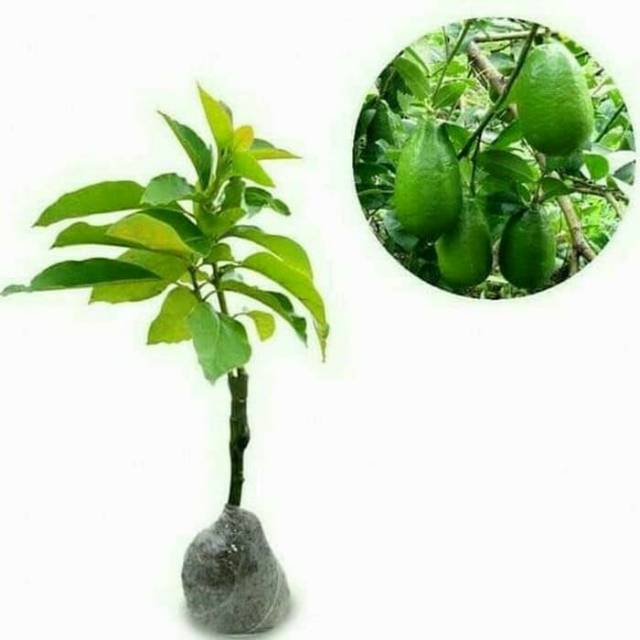 Bibit Alpukat Hass