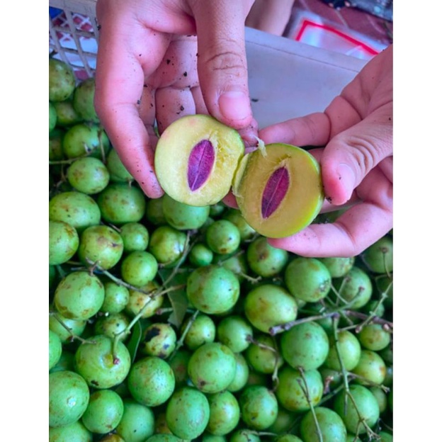 

Buah Ramania / Buah Gandaria Segar Khas Banjar Berat 250 Grm