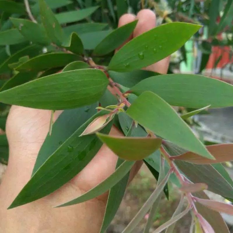 [ 100 gram ] Daun Kayu Putih Segar / Daun Herbal / Daun Obat