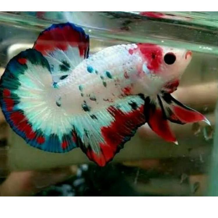 Restock IKAN CUPANG 40% MUTASI NEMO/KOI/MULTI/CANDY/PANCY