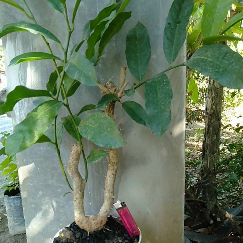 bahan bonsai wuni(buahnya enak di makan) realpic