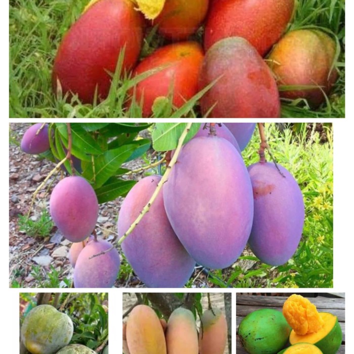 paket 4 bibit mangga