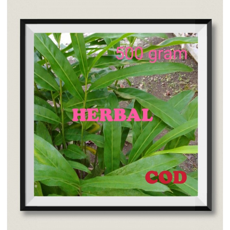 

Daun Herbal Lengkuas Untuk Luka Bakar Demam Haid Asma Kangker Tumor Kolestrol