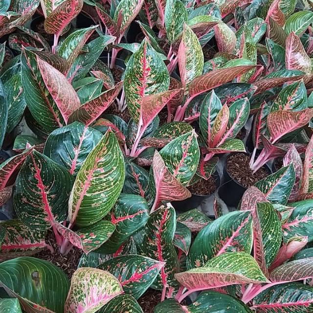 Aglaonema adelia