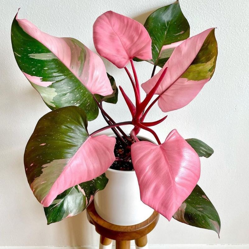 Philodendron Princes Pink/ tanaman hias bunga /aglonema pink catrina / tanaman hias bunga / tanaman 