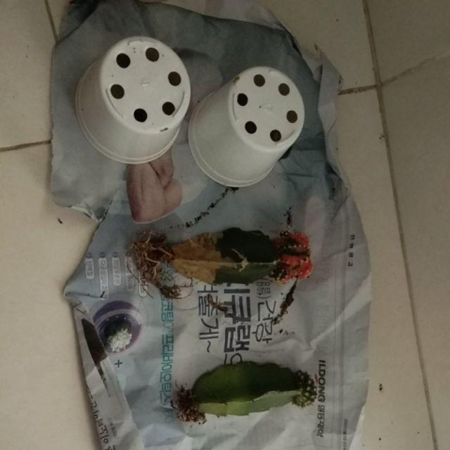 Kaktus Gimno Trikaler Per Pot