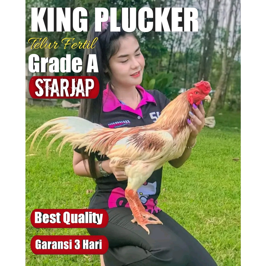 ayam bangkok super aduan KING PLUCKER telur fertil