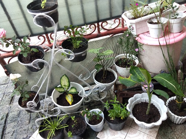 Bunga Krisan (ungu Tengah Kuning) Hidup, Berakar Sudah Berbunga