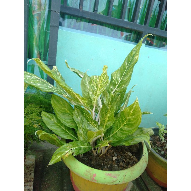 TANAMAN HIAS AGLONEMA BIDADARI