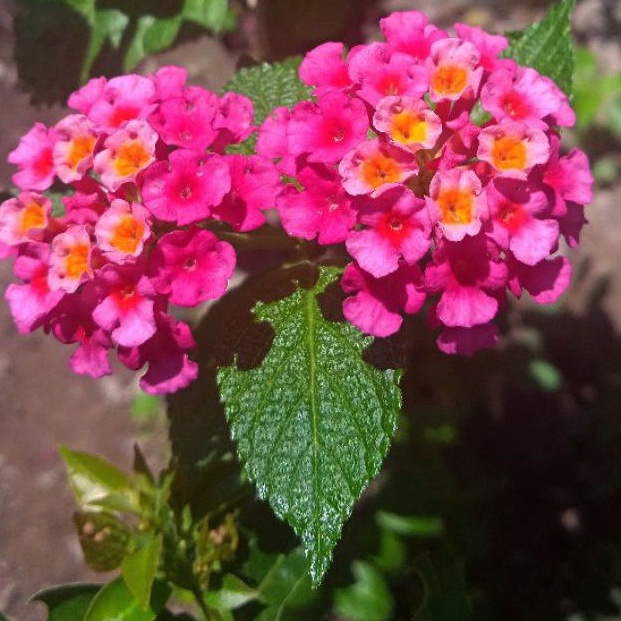 LANTANA CAMARA CERY