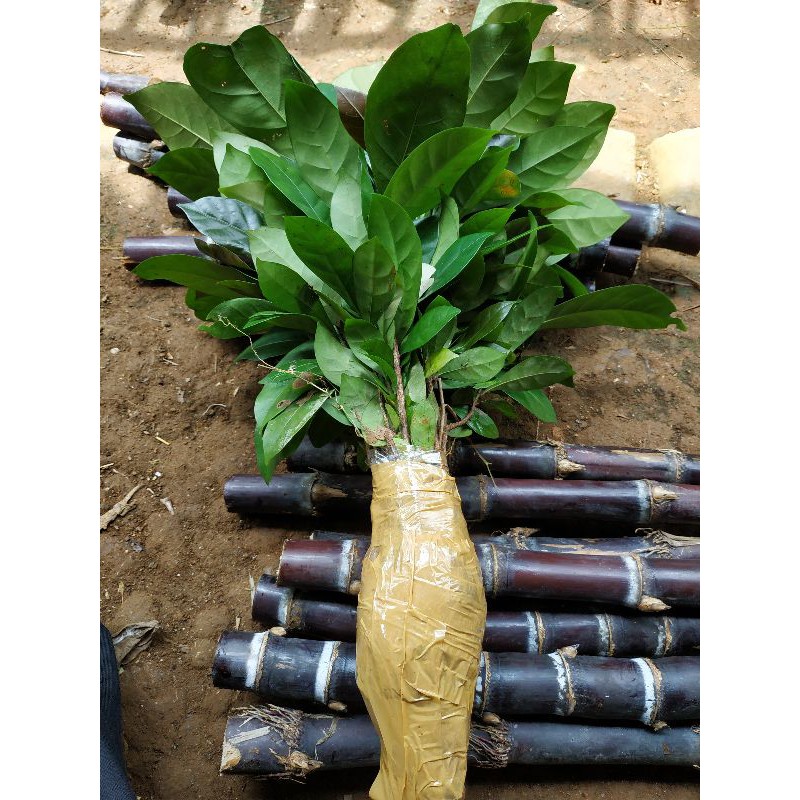 BIBIT KOPI ESELSA CABUTAN ISI 25 BIBIT / BIBIT TANAMAN KOPI / BIBIT KOPI MURAH