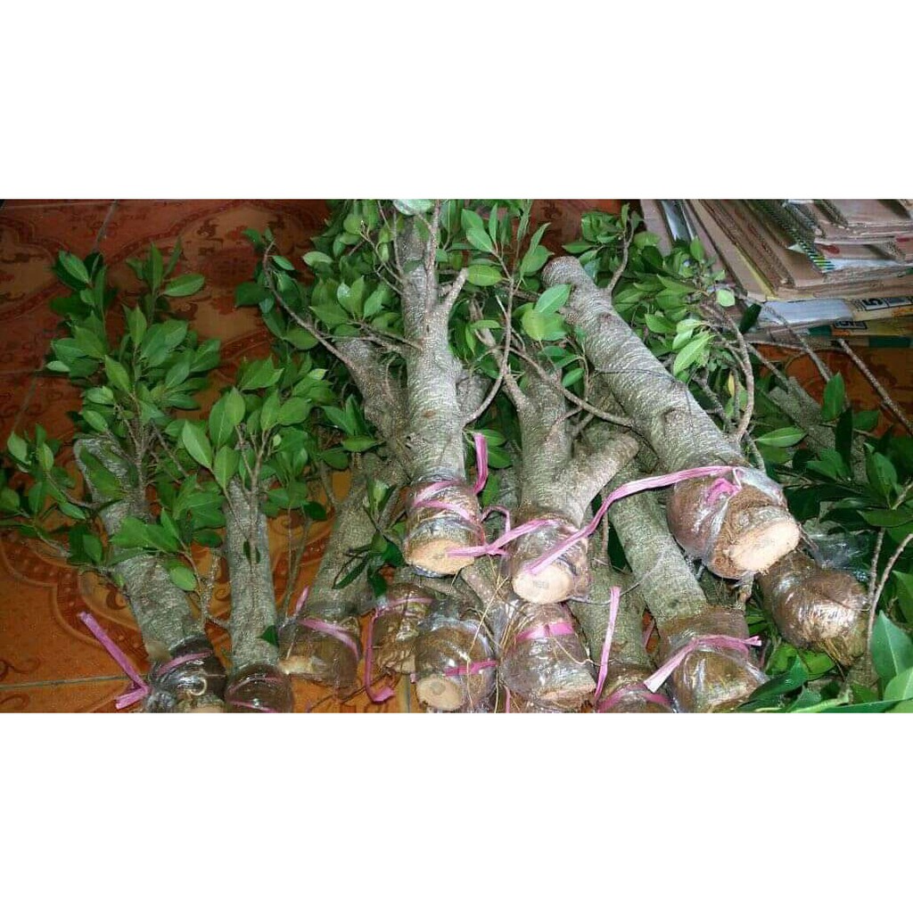 Cangkok Bonsai Beringin Kimeng Murah/tinggi kisaran 40cm/Besar kisaran lengan anak remaja