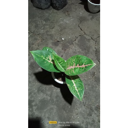 aglonema Harley Quinn ukuran remaja daun 5